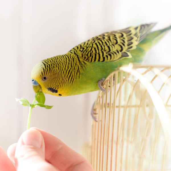 Do Budgies Eat Sunflower Seeds: Size Guide