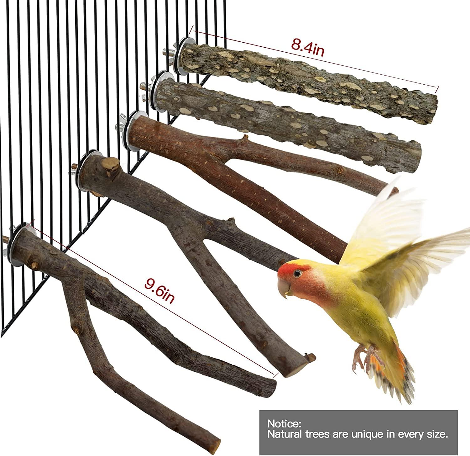 Do Budgies Eat Tree Branches: Safe Woods