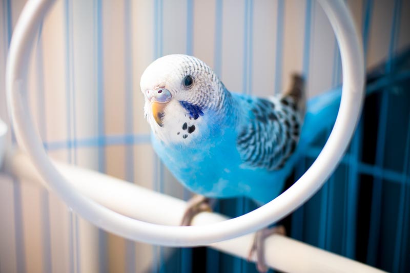 Do Budgies Eat Vitamins: Supplement Guide