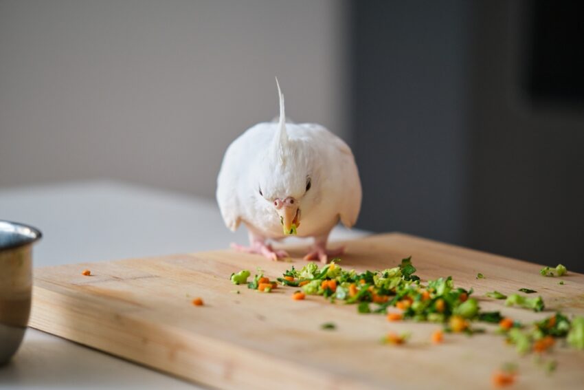 Do Budgies Eat Yogurt: Dairy Safety Guide