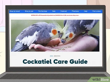 Do Cockatiels and Parakeets Get Along? Housing Guide