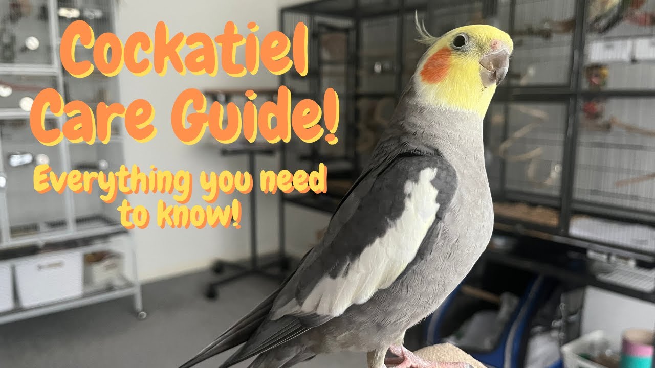 Do Cockatiels Bite? Prevention and Training Tips