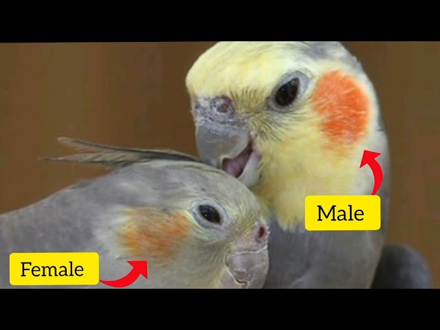 Do Cockatiels Mate for Life? Bonding Patterns