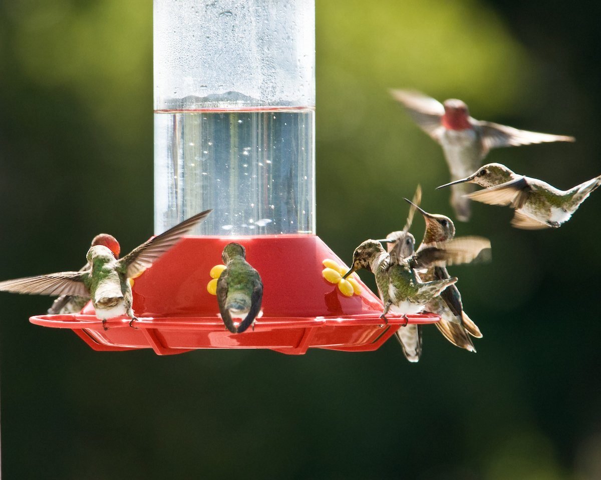 Do Hummingbirds Drink Water: Hydration