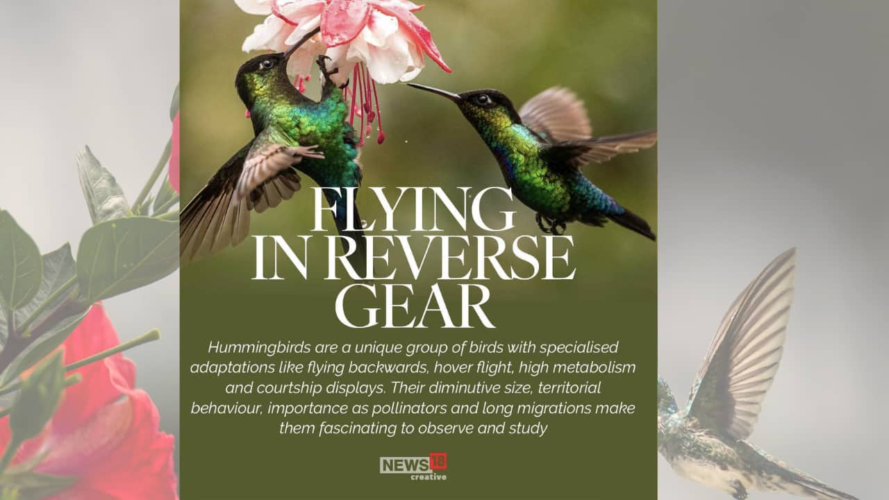 Do Hummingbirds Fly Backwards: Flight Guide