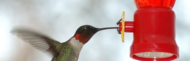 Do Hummingbirds Have Tongues: Anatomy Guide