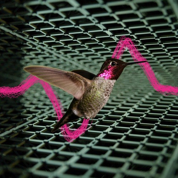 Do Hummingbirds Hum: Science Behind Their Sound