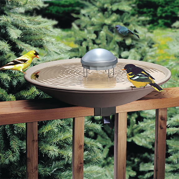 Do Hummingbirds Like Birdbaths: Bath Guide