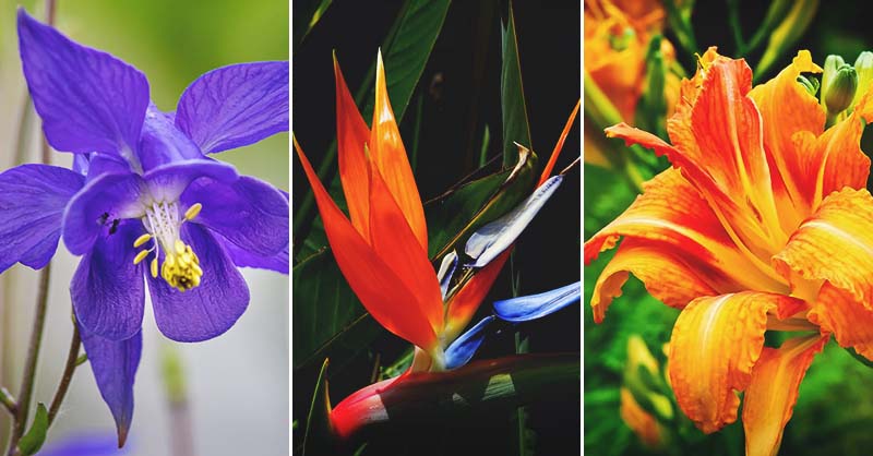 Do Hummingbirds Like Flowers: Garden Guide