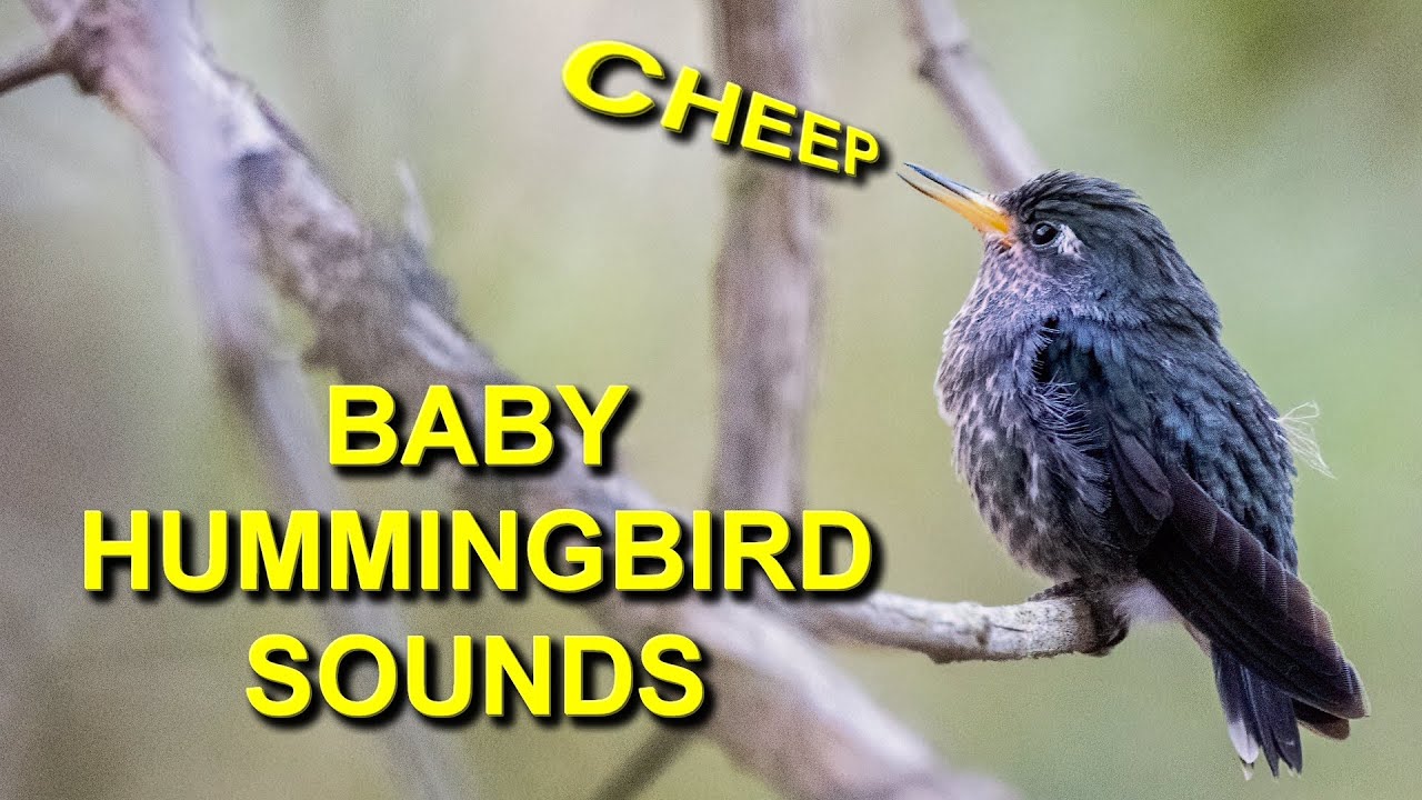 Do Hummingbirds Make Noise: Sound Guide