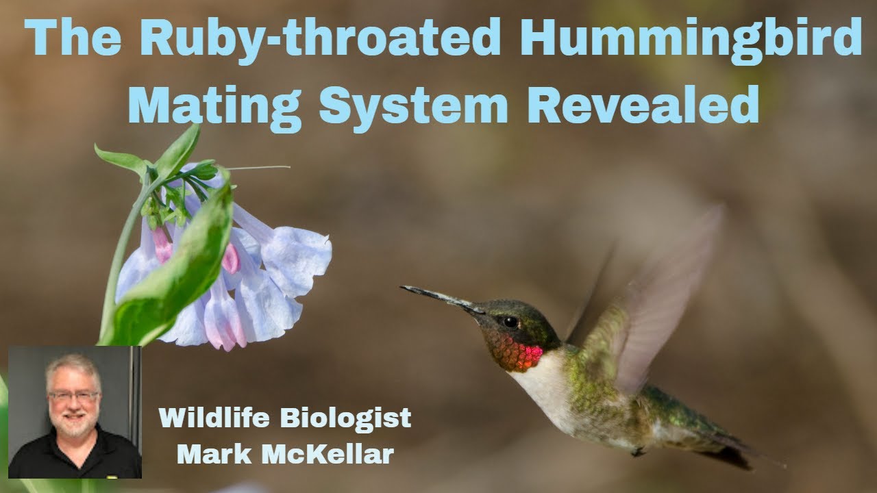 Do Hummingbirds Mate for Life: Pair Facts