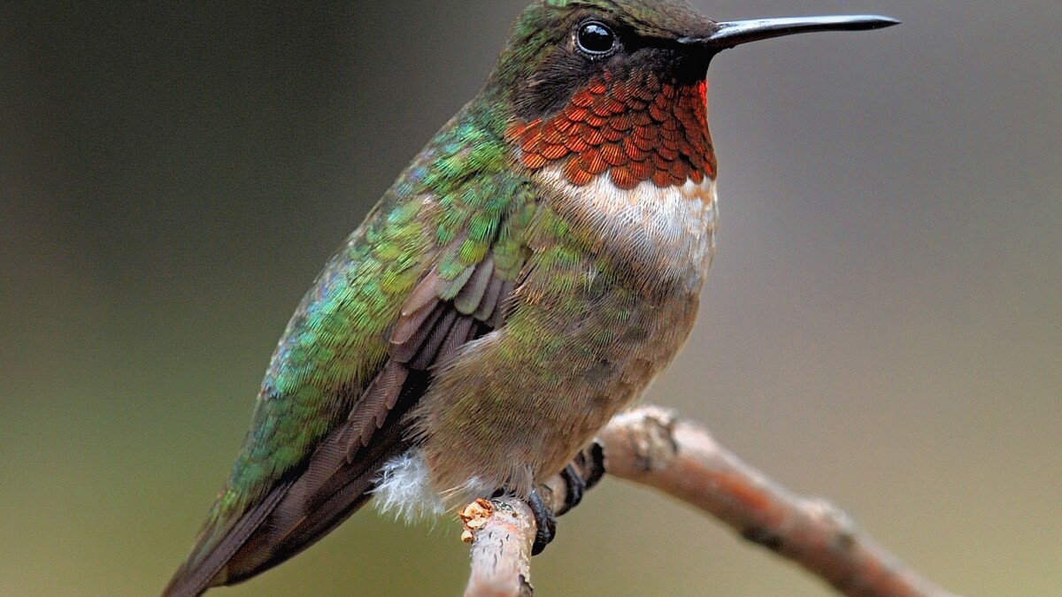 Do Hummingbirds Migrate at Night: Migration Patterns