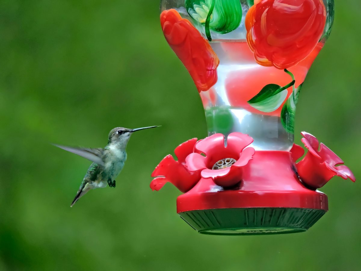 Do Hummingbirds Migrate in Groups: Facts