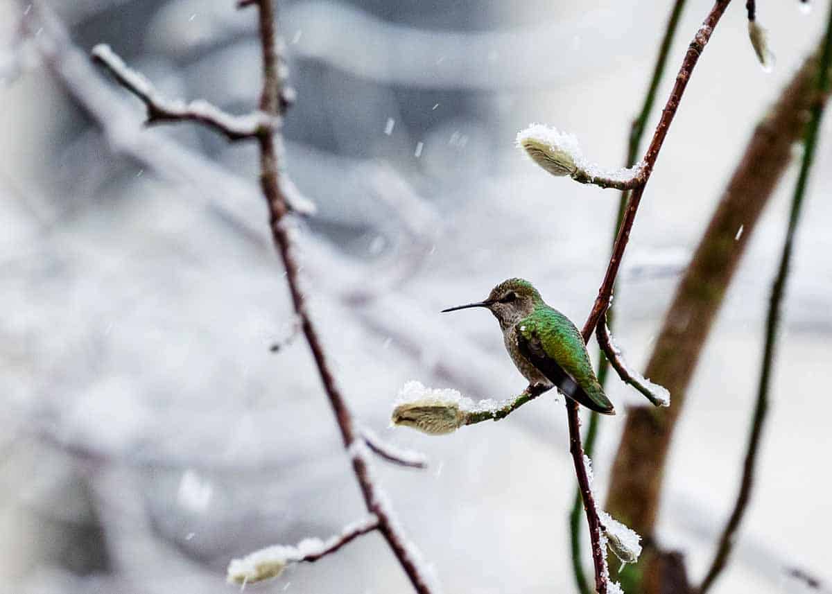 Do Hummingbirds Migrate in Winter: Guide