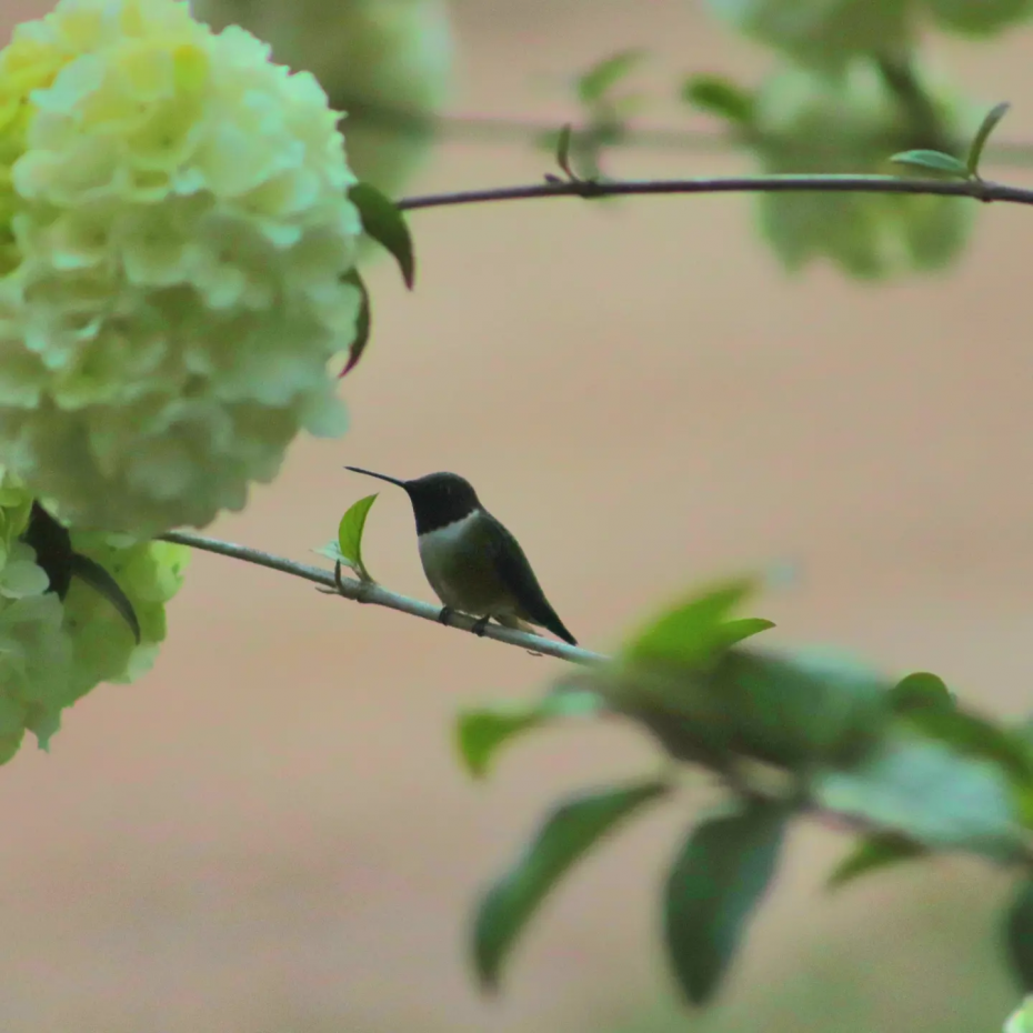 Do Hummingbirds Pollinate Flowers: Guide