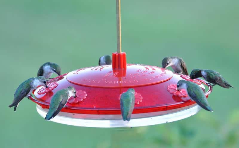 Do Hummingbirds Recognize Humans: Bond Guide