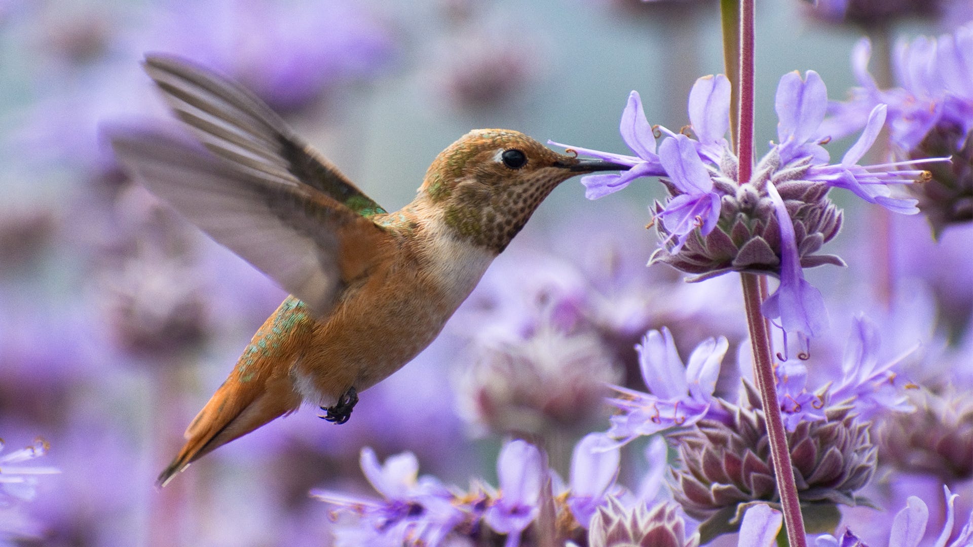 Do Hummingbirds Remember: Memory Research