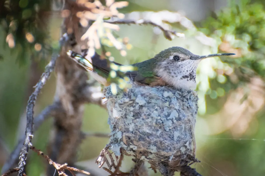 Do Hummingbirds Reuse Nests: Home Facts