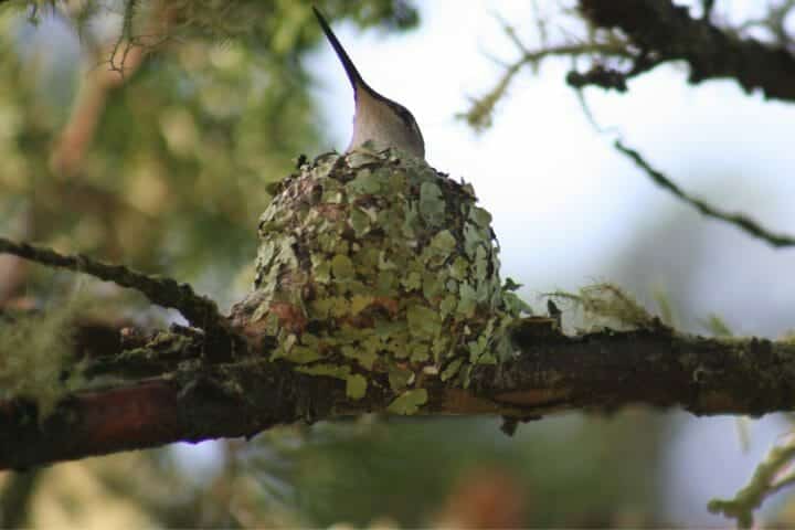 Do Hummingbirds Sleep in Nests: Rest Facts