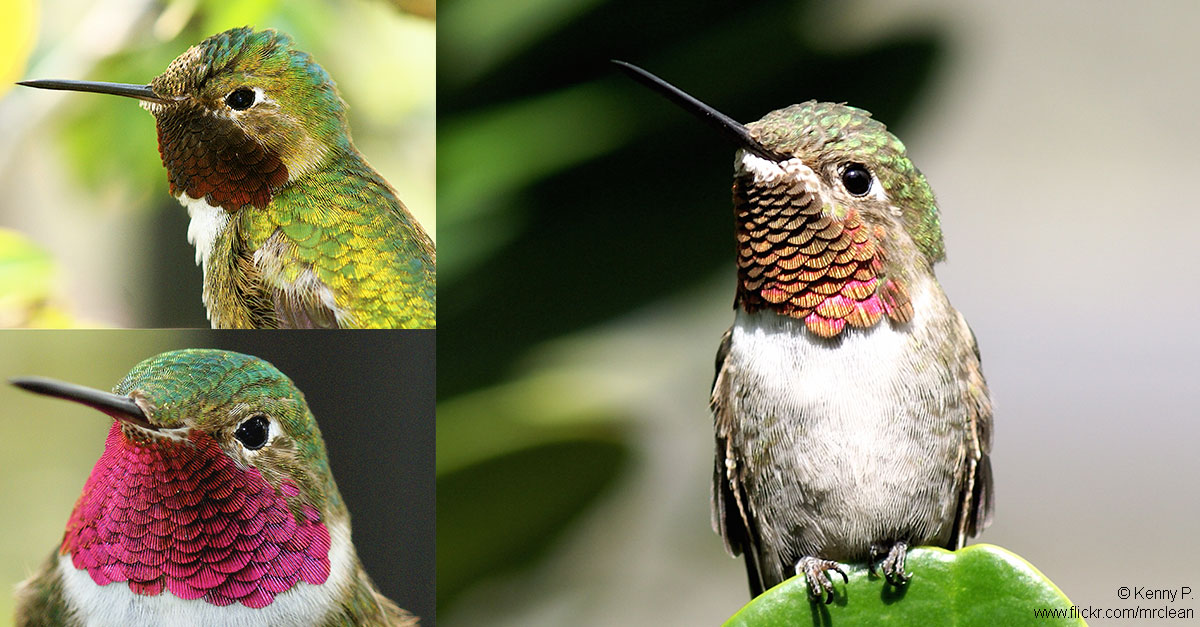 Do Hummingbirds Sleep Upside Down: Facts