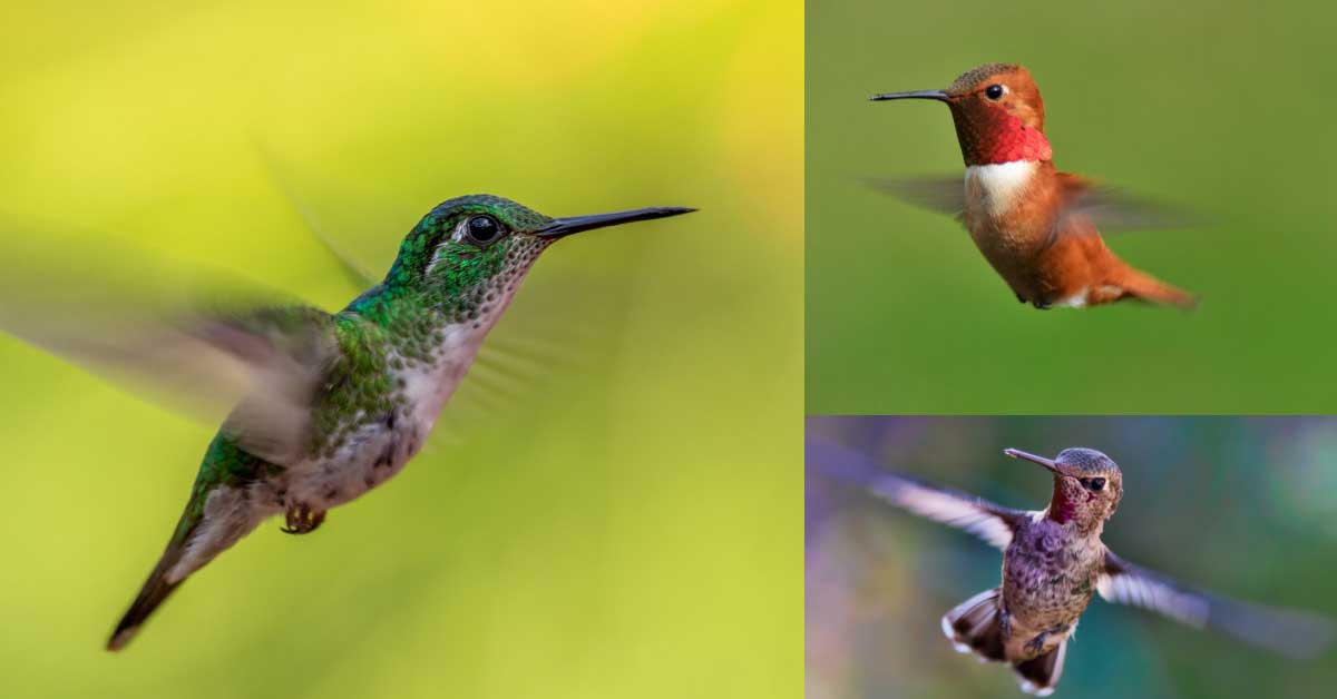 Do Hummingbirds Stop Flying: Rest Facts