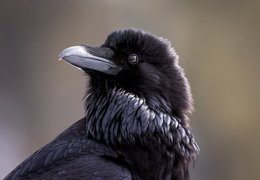 Do Ravens Attack Humans? Interaction Patterns