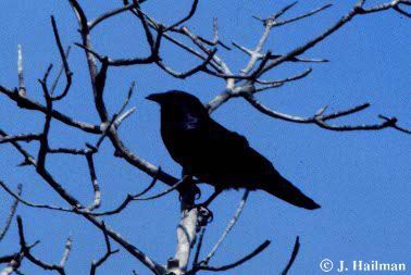 Do Ravens Eat Meat? Dietary Habits Explained