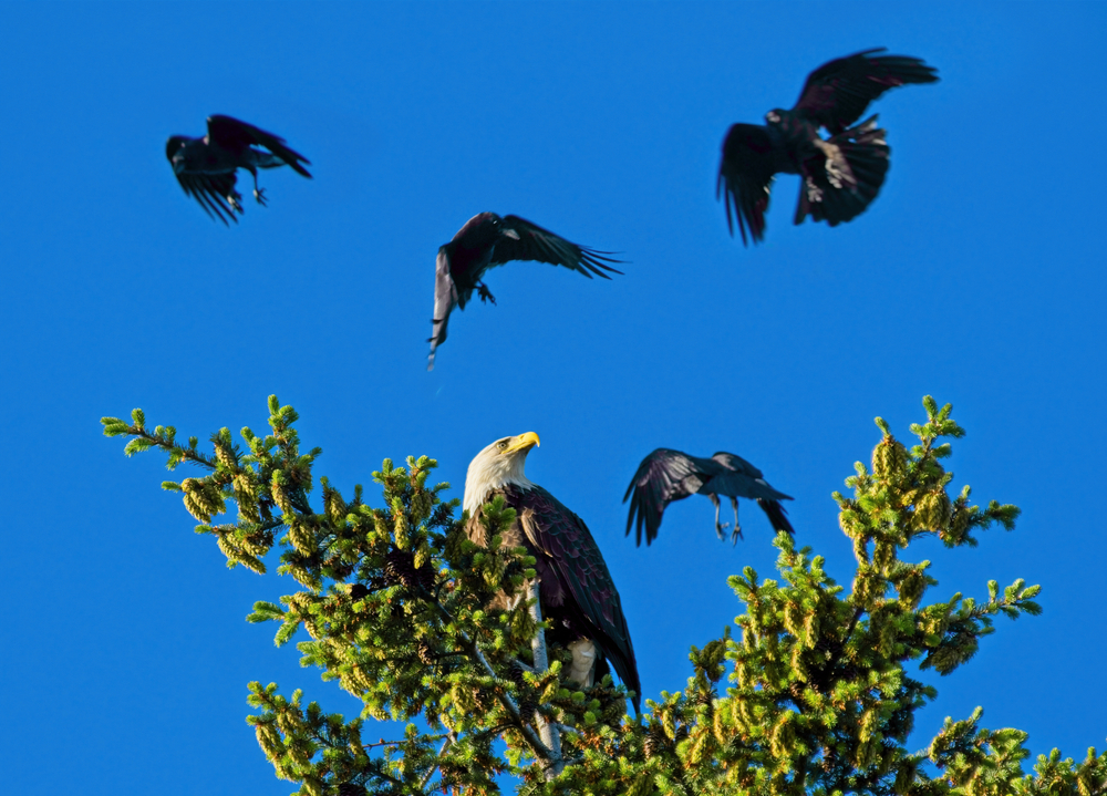 Do Ravens Have Funerals? Death Ritual Behavior