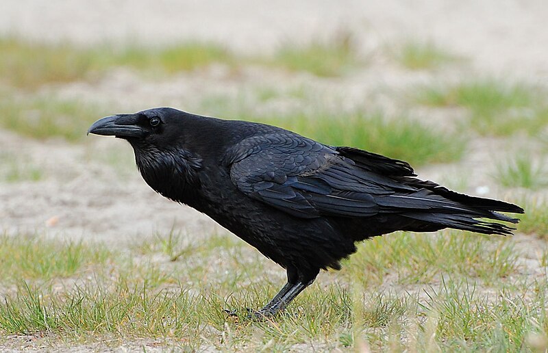 Do Ravens Live in Forests? Habitat Preferences