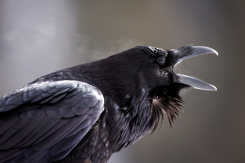 Do Ravens Migrate? Seasonal Movement Guide