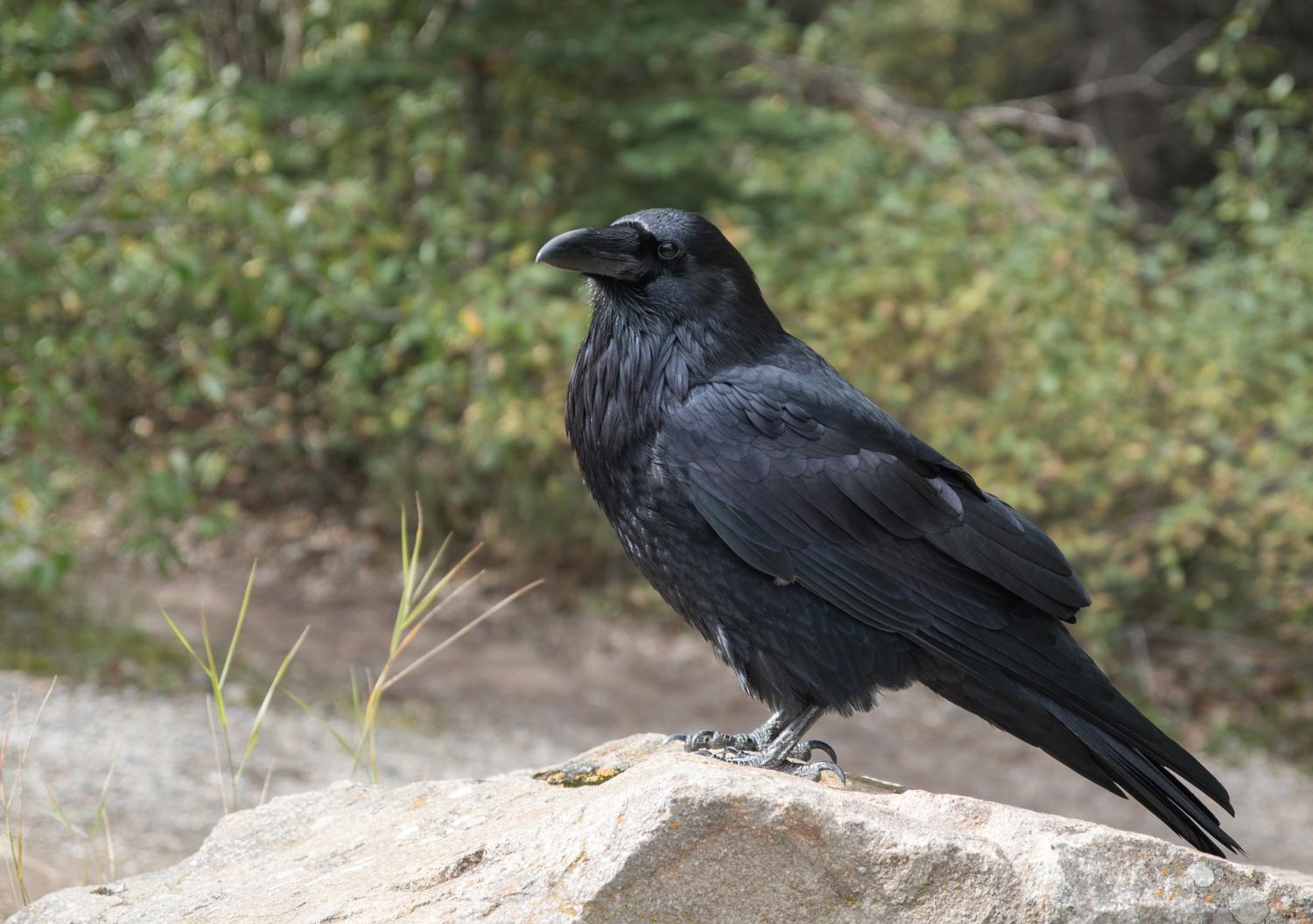 Do Ravens Recognize Faces? Memory Research Explained