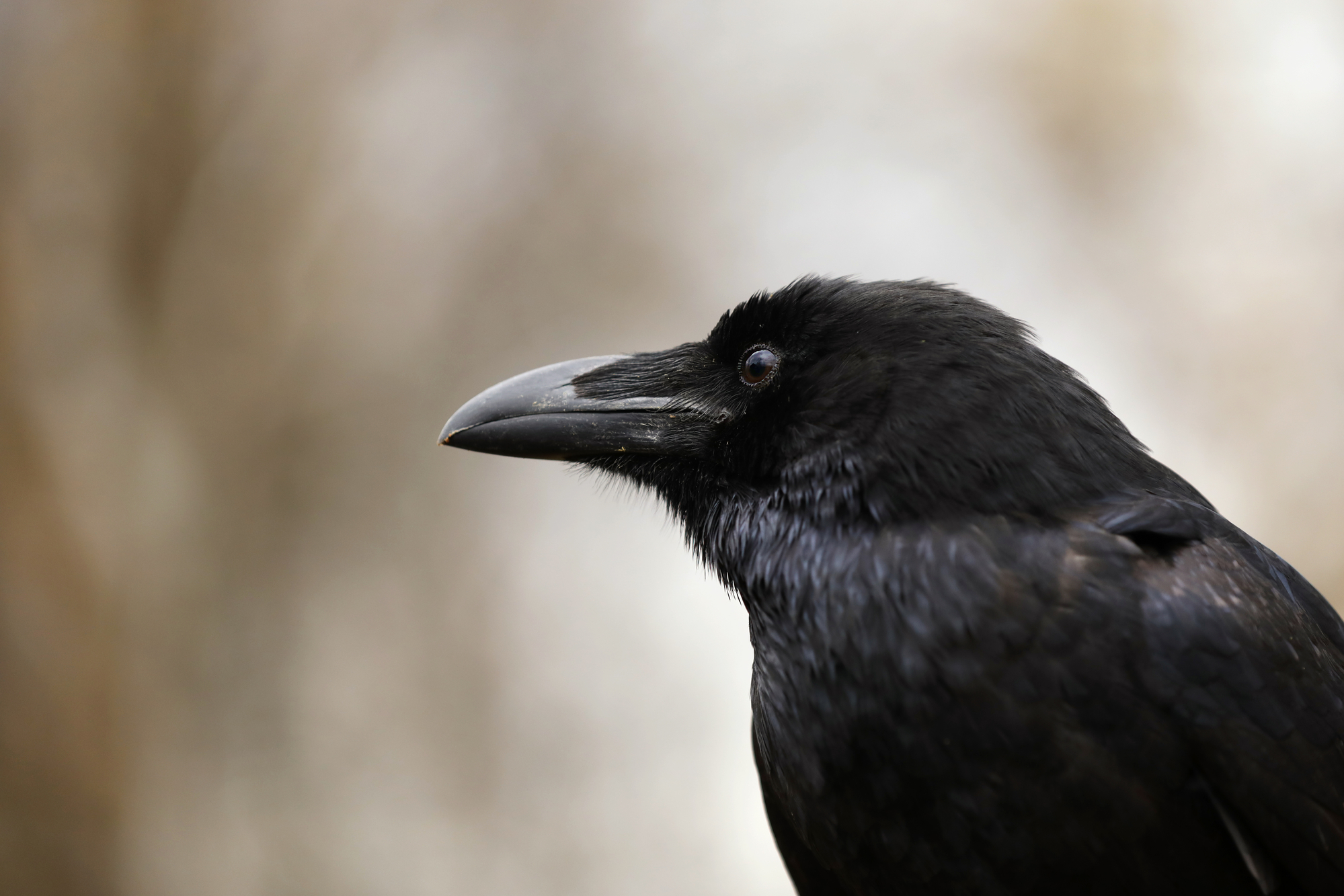 Do Ravens Talk? Understanding Raven Communication