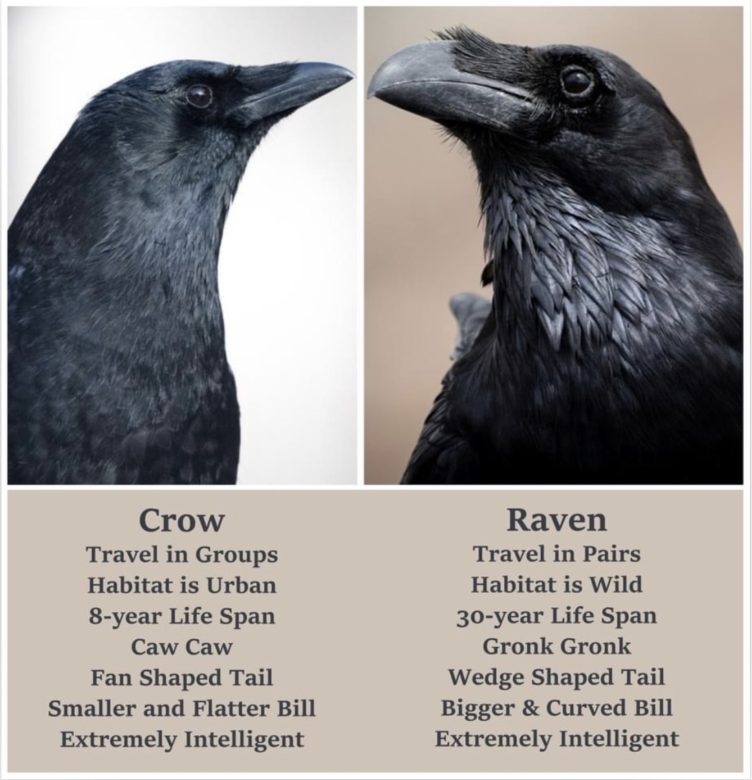 Do Ravens Use Tools? Problem-Solving Abilities Revealed