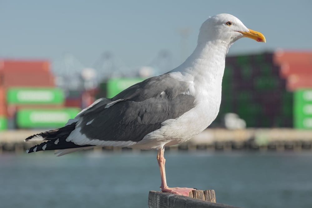 Do Seagulls Eat Fish: Natural Diet Insights