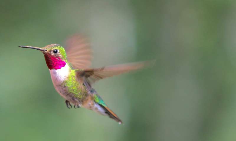 Famous Hummingbird Researchers: Key Studies