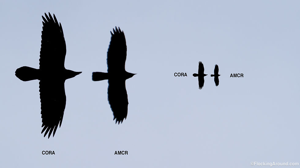 How Big Are Ravens: Size Comparison Guide