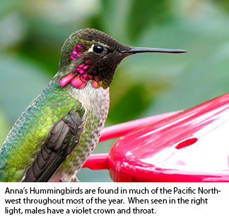 How Big Do Hummingbirds Get: Size Guide