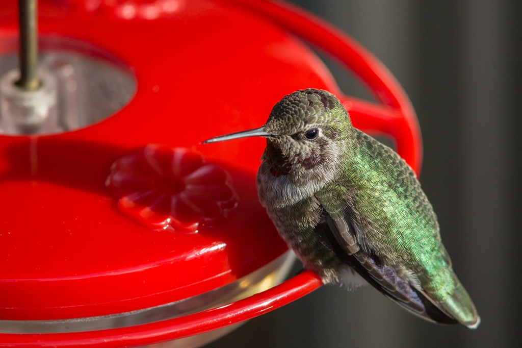 How Do Hummingbirds Adapt to Winter