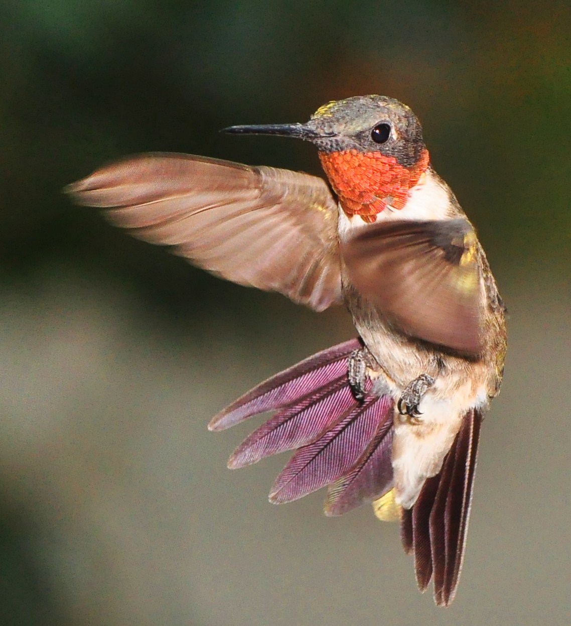 How Do Hummingbirds Breathe: Biology Guide