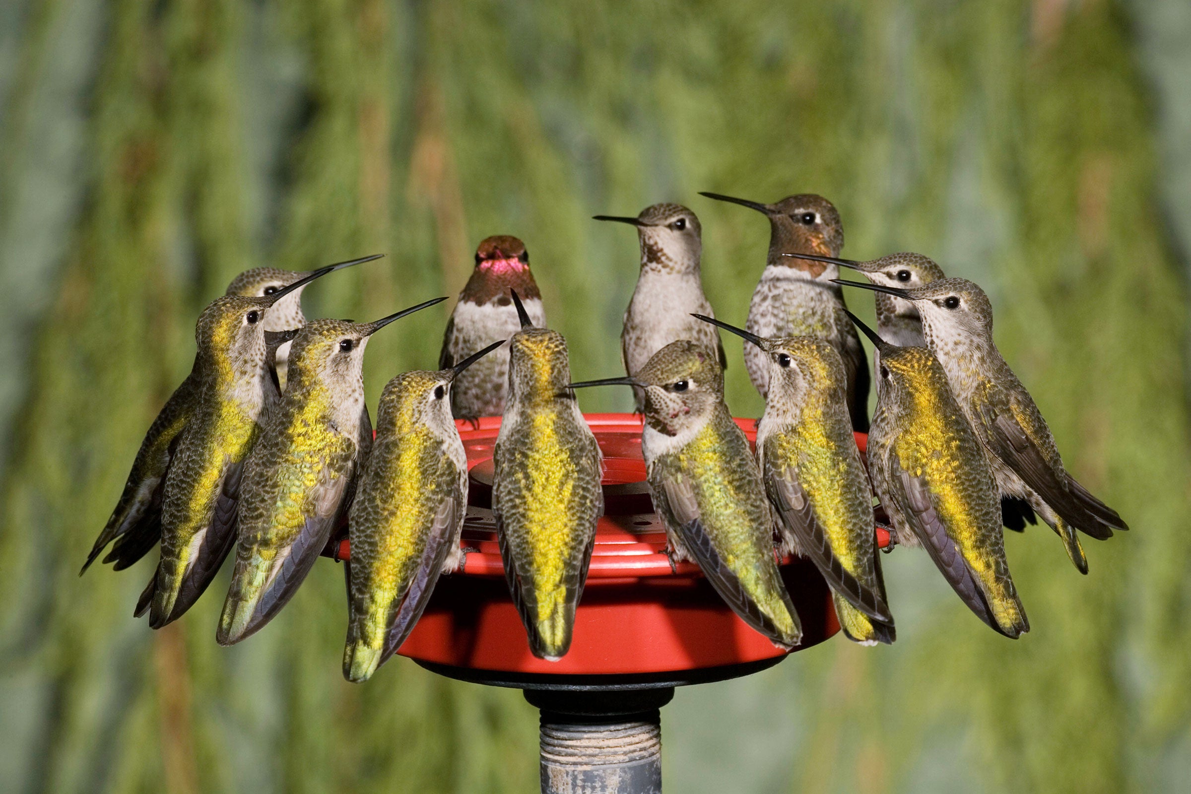 How Do Hummingbirds Find Feeders: Guide