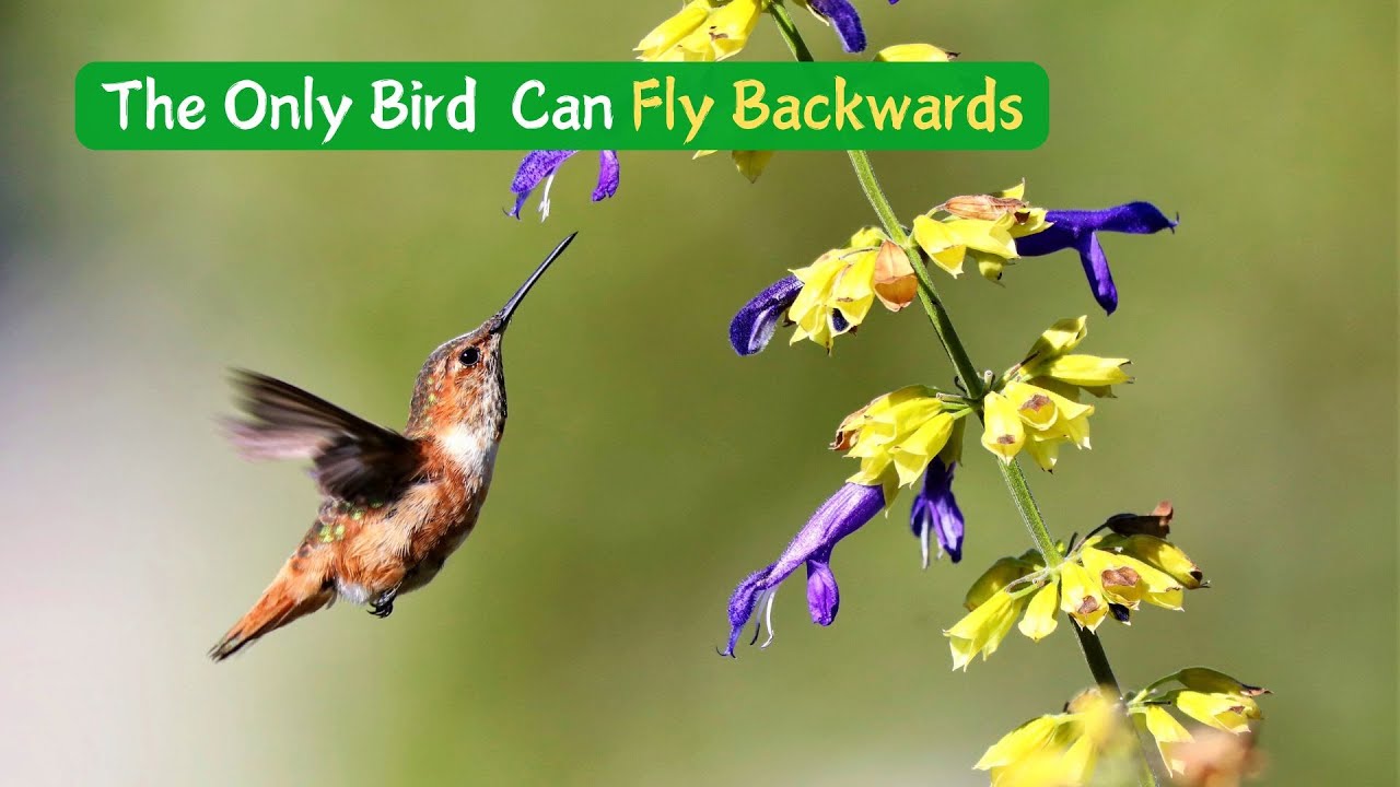 How Do Hummingbirds Fly Backwards: Guide