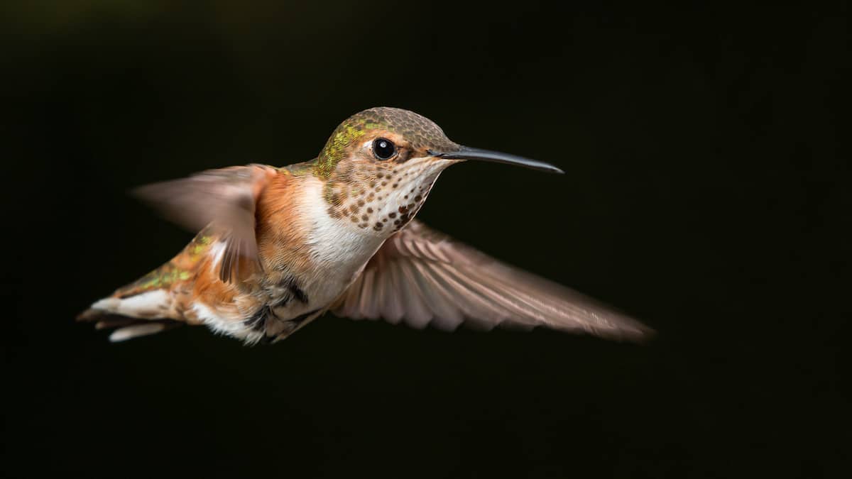 How Do Hummingbirds Hover: Flight Guide