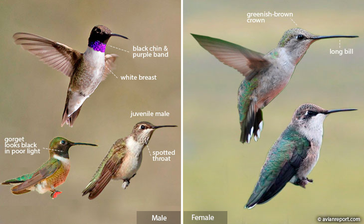 How Do Hummingbirds Mate: Breeding Behavior Guide