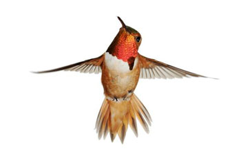 How Do Hummingbirds Reproduce: Mating Guide