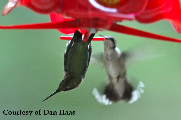 How Do Hummingbirds Sleep: Rest Guide