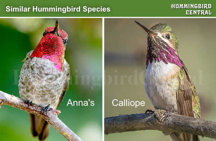 How Do Hummingbirds Survive: Life Guide