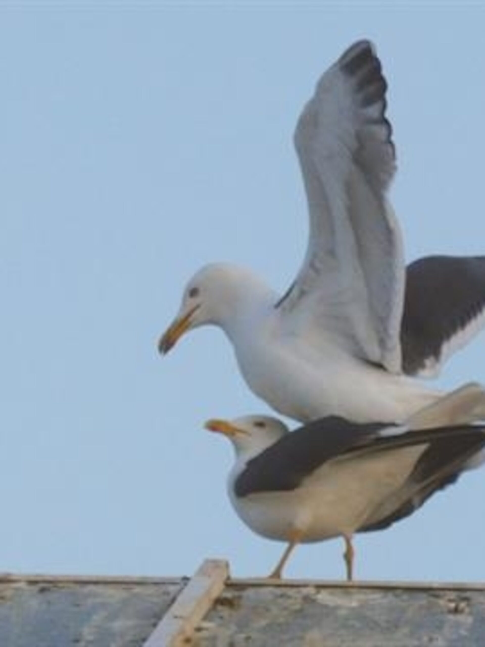 How Do Seagulls Mate: Breeding Behavior Guide