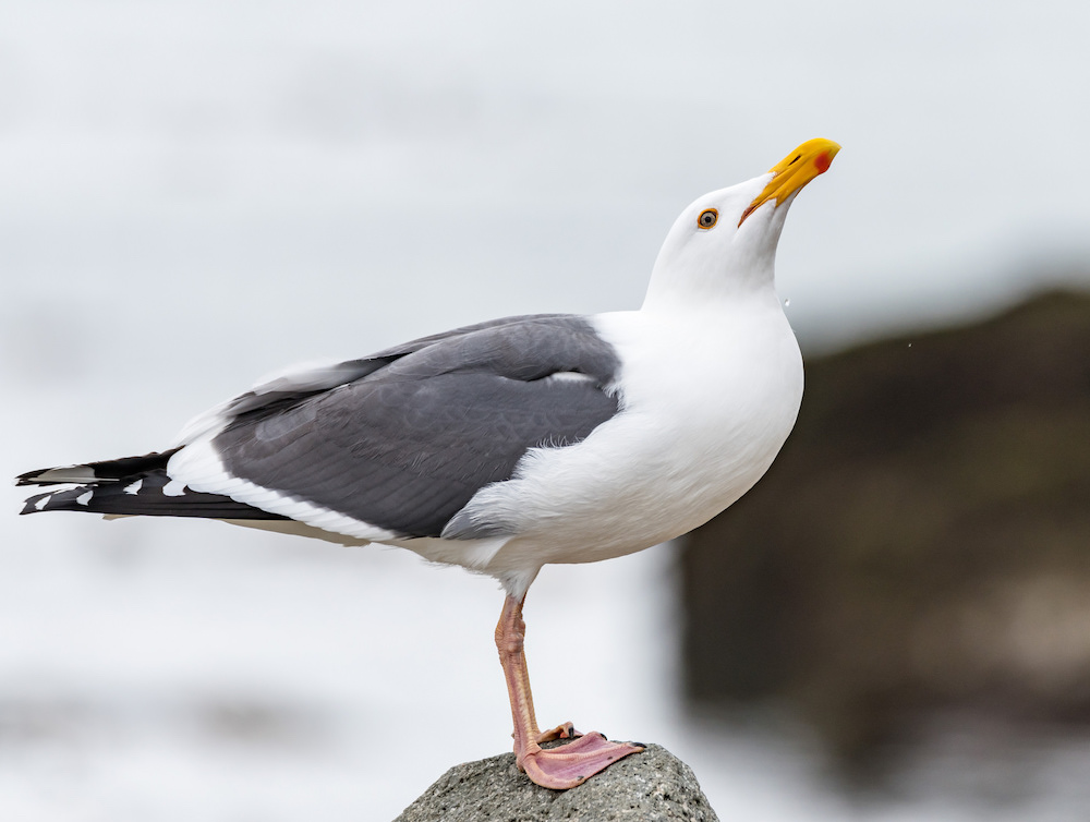 How Far Can Seagulls Fly: Flight Range Guide