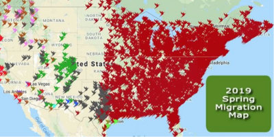 How Far Do Hummingbirds Migrate: Route Guide