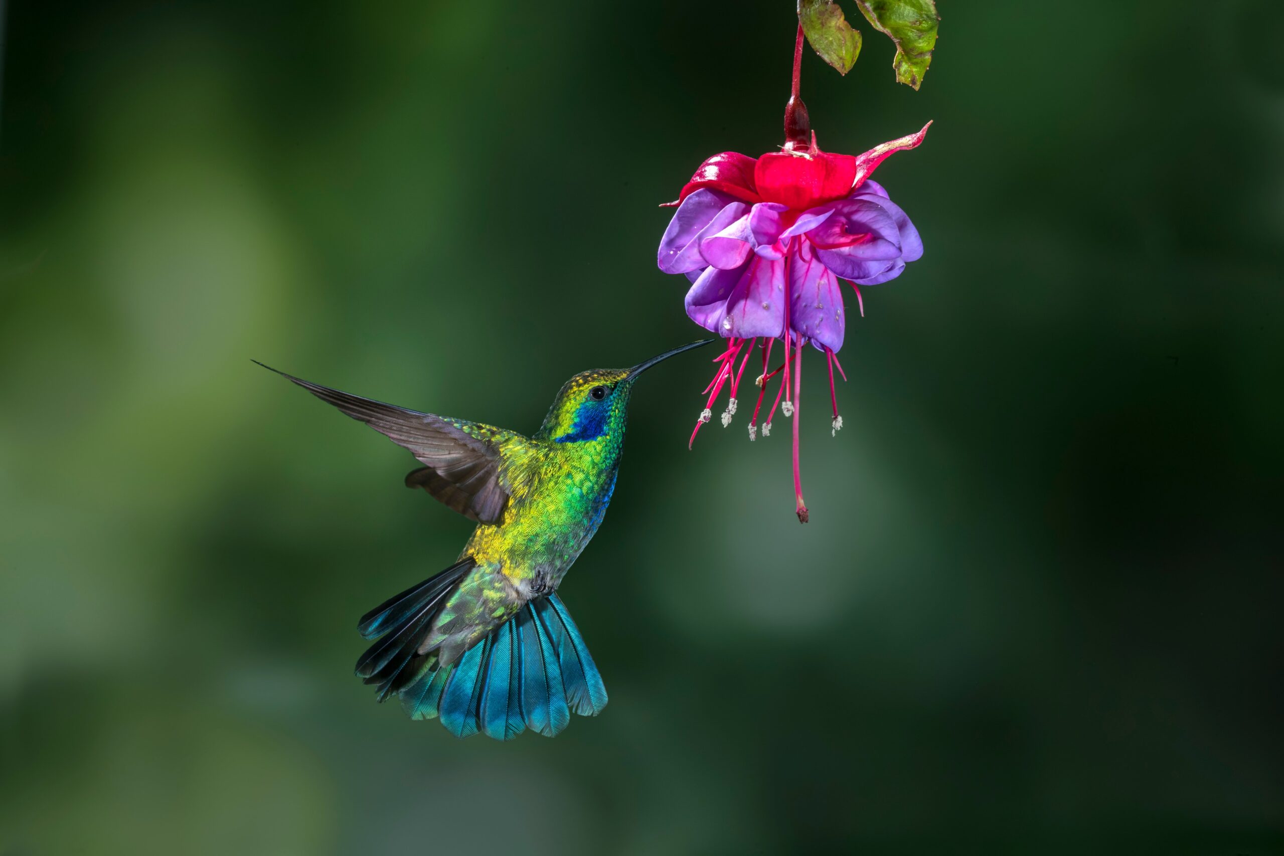 How Fast Do Hummingbirds Fly: Speed Guide